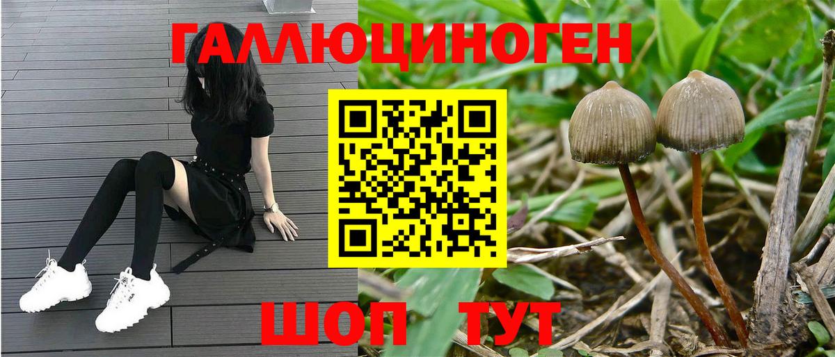 Галлюциногенные грибы Psilocybine cubensis Анапа